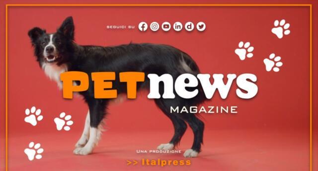 Nasce il Tg Pet dell’Italpress, nuovo magazine tv dedicato agli animali