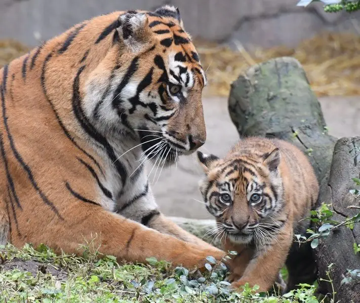 Il Bioparco di Roma svela al pubblico la tigrotta Kala